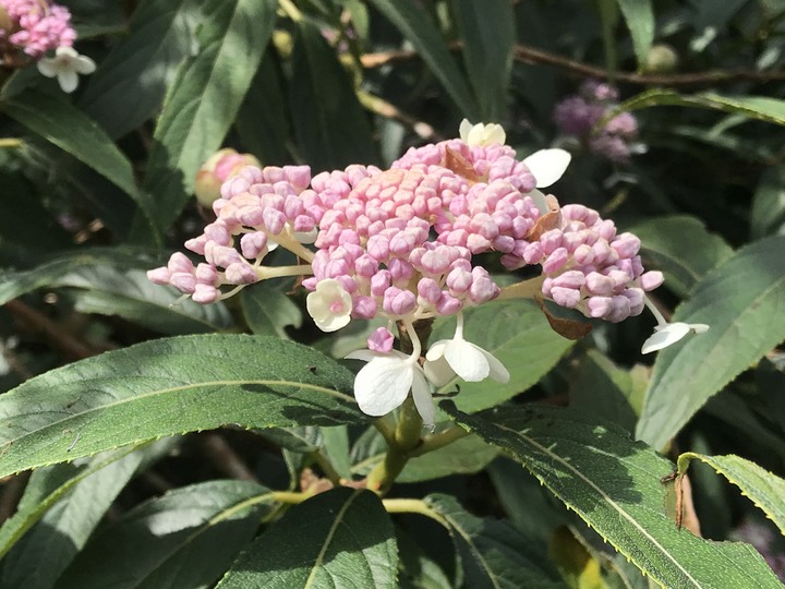 我聞過妳夏至的芬芳