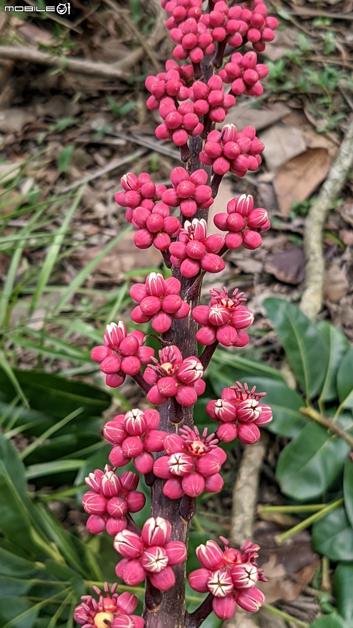 澳洲鴨腳木 台南市白河區市道172 07/10