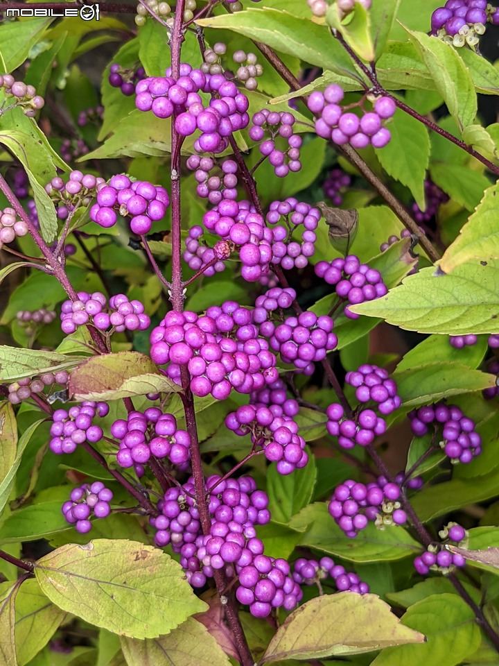 台灣紫珠 台南市歸仁區七甲花卉區 07/23