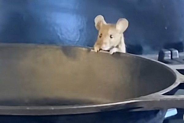 真《料理鼠王》!廚房見「勞贖露萌萌臉」伸手手扒平底鍋發呆