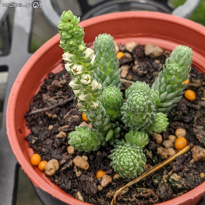 球薑 台南市山上區淨水池區 07/16