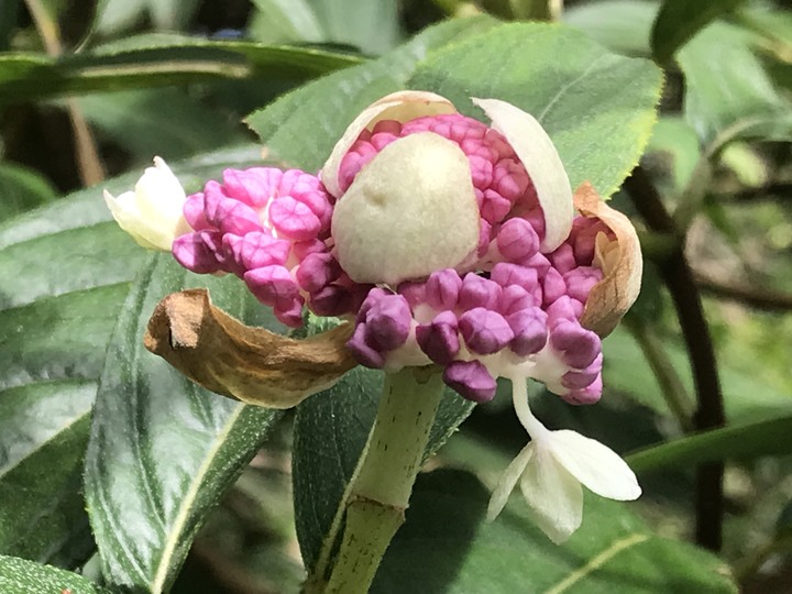 我聞過妳夏至的芬芳