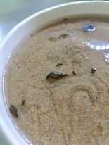 魚缸裡生這個是甚麼螺