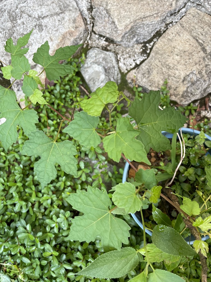 請問是哪一種爬藤植物