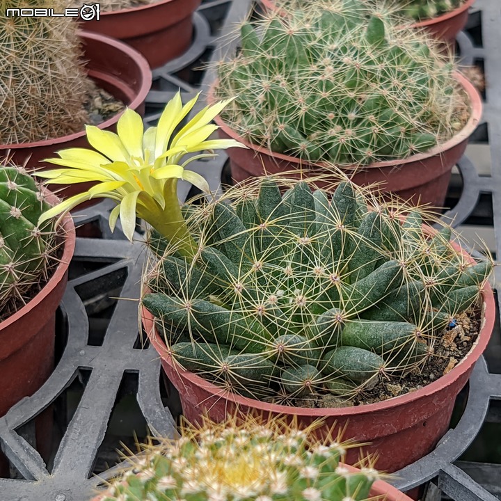 澳洲鴨腳木 台南市白河區市道172 07/10