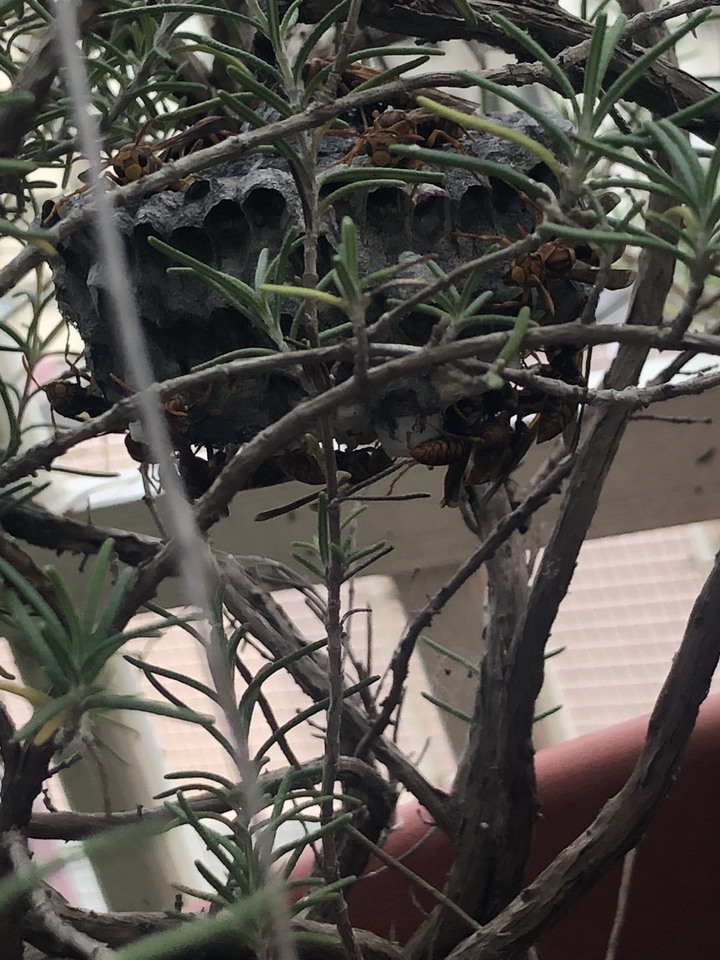 請問這是什麼品種的蜂