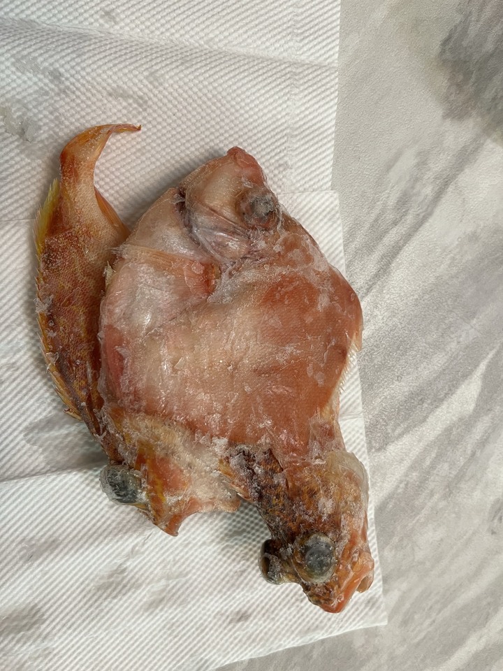 有人知道這是什麼魚嗎？