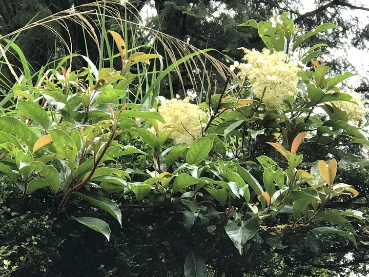 我聞過妳夏至的芬芳
