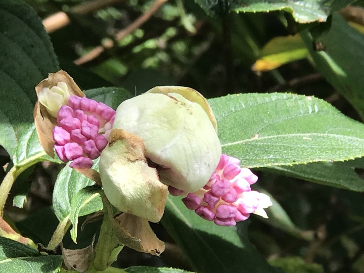 我聞過妳夏至的芬芳