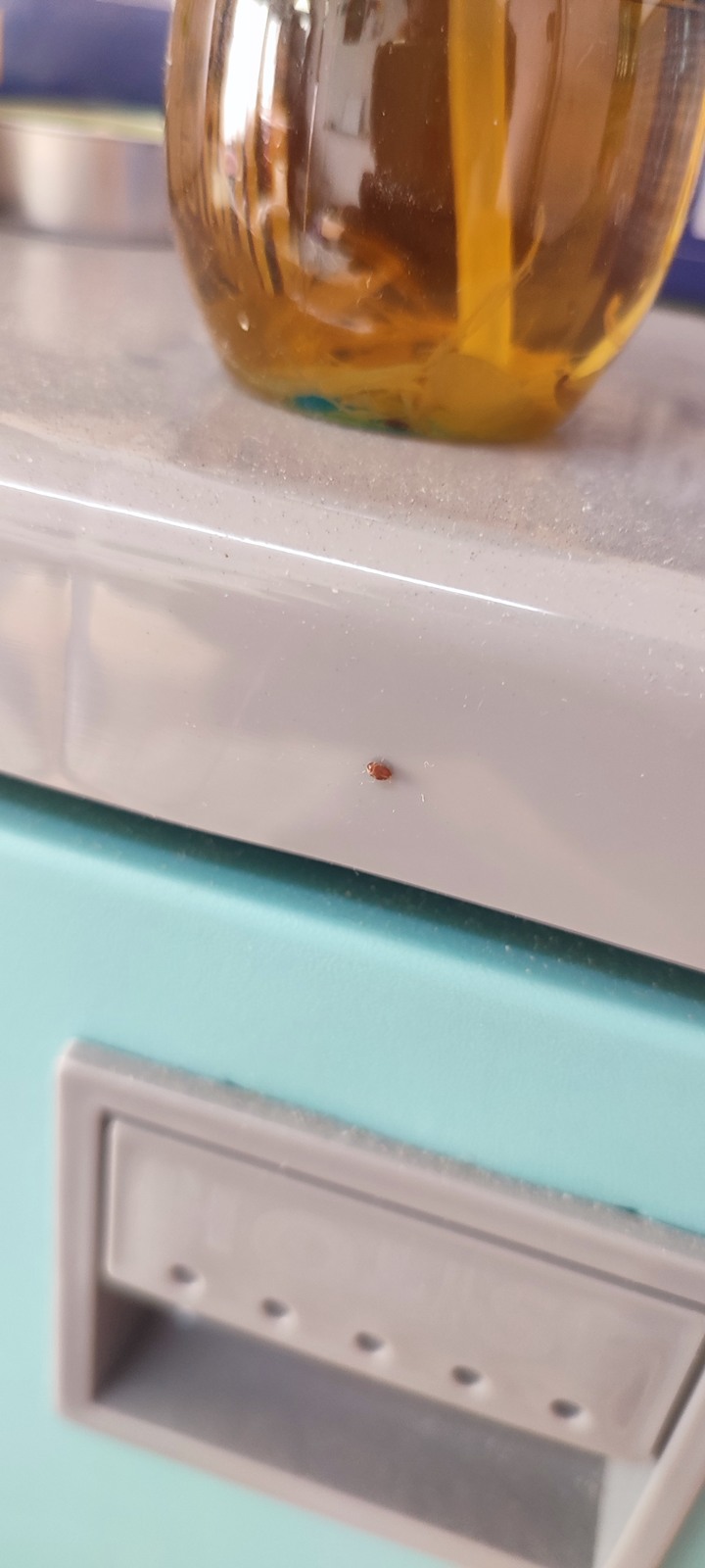 請問有人知道這是什麼昆蟲嗎