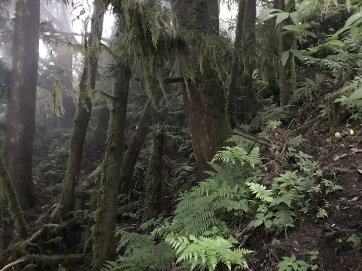 我能離你最近的距離－太平山避暑眺望南湖大山