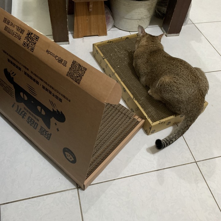無敵貓爪或永恆貓抓皮