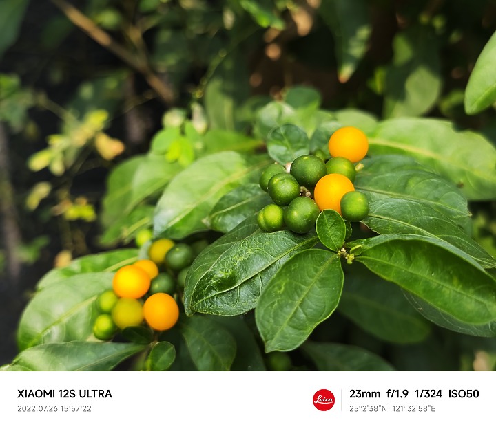 小米12su 照片分享