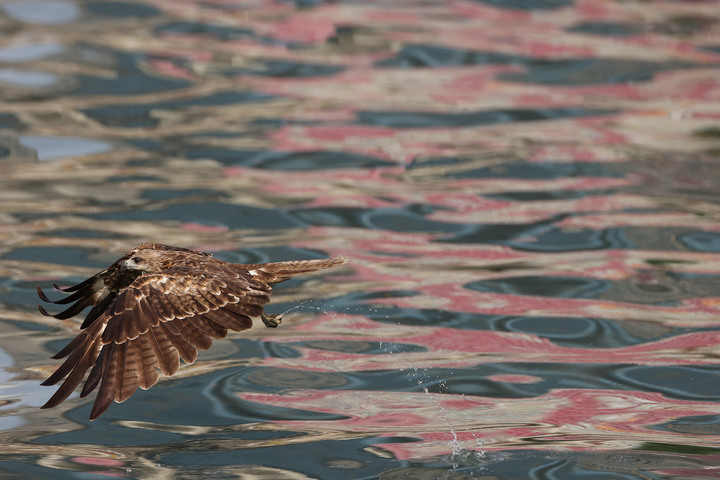 CANON RF 600mm F4L IS 實拍
