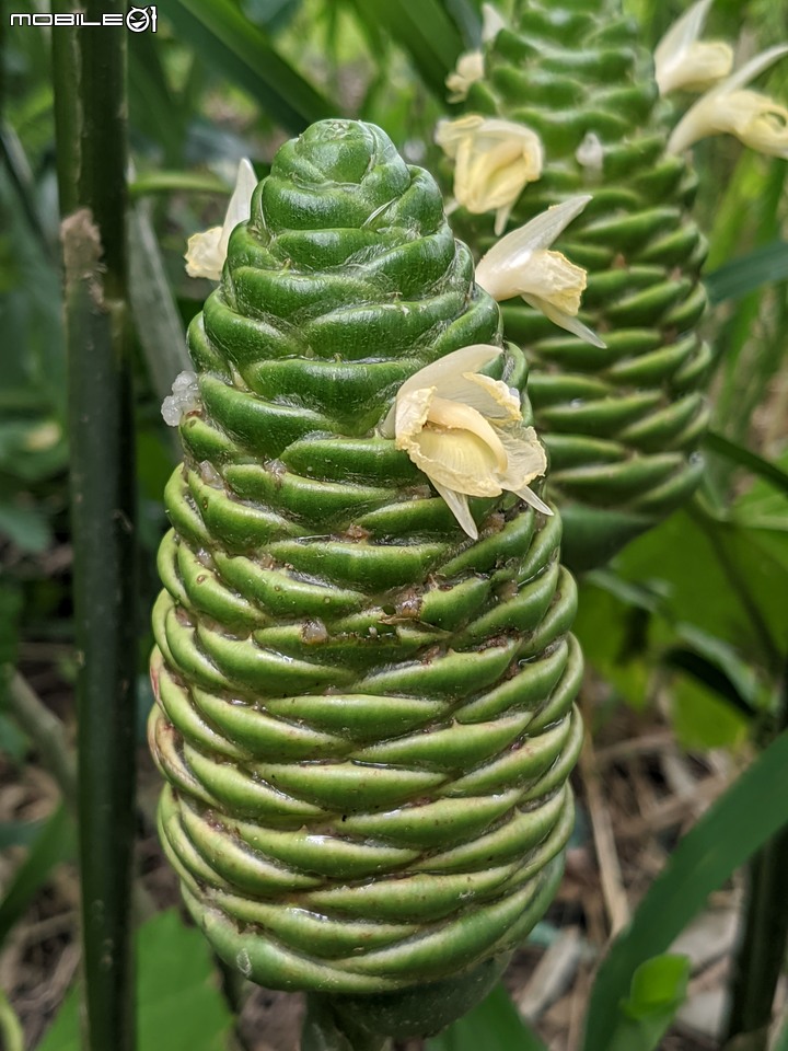 球薑 台南市山上區淨水池區 07/16