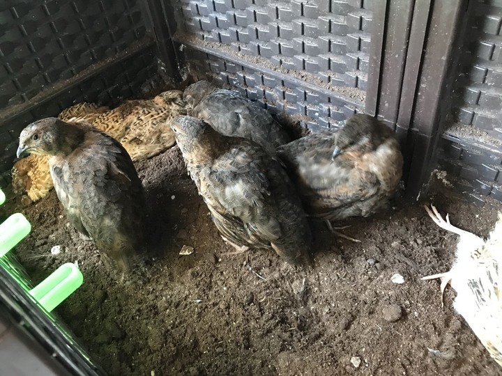 送養鵪鶉