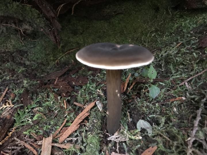 我能離你最近的距離－太平山避暑眺望南湖大山