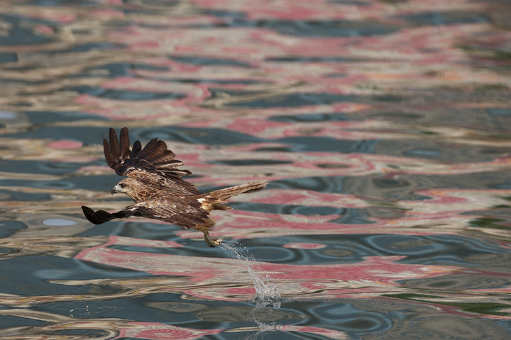 CANON RF 600mm F4L IS 實拍