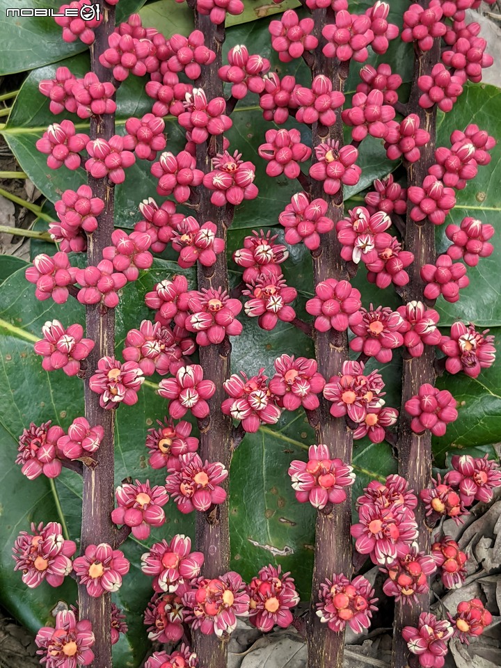 澳洲鴨腳木 台南市白河區市道172 07/10