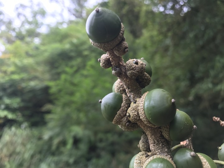 我聞過妳夏至的芬芳