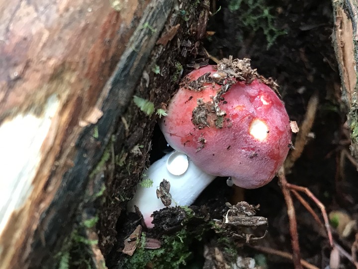 我能離你最近的距離－太平山避暑眺望南湖大山