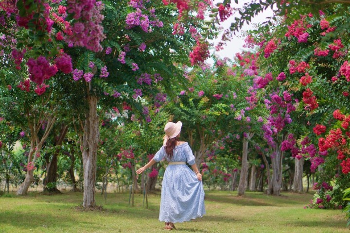 苗栗「夢幻紫薇花秘境」免費拍!百棵唯美粉色樹徑超浪漫