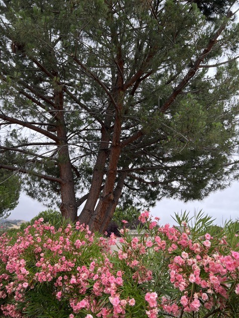 (2022夏) 🚴🇺🇸 Alum Rock Park 夏日漫騎 (2022/07)