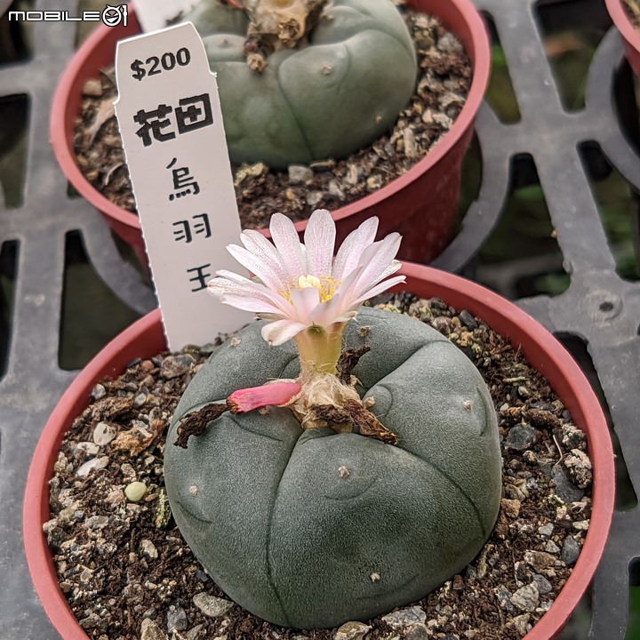 澳洲鴨腳木 台南市白河區市道172 07/10