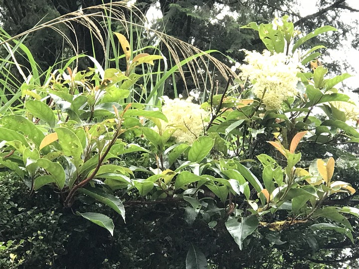 我聞過妳夏至的芬芳