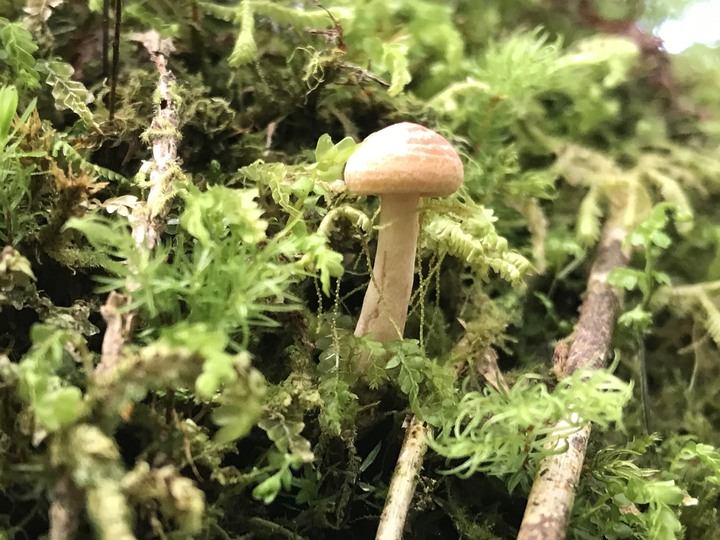 我能離你最近的距離－太平山避暑眺望南湖大山