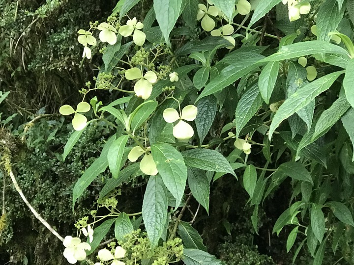 我聞過妳夏至的芬芳