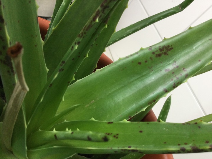 蘆薈長斑是生病了嗎？
