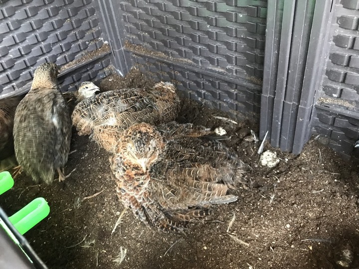 送養鵪鶉