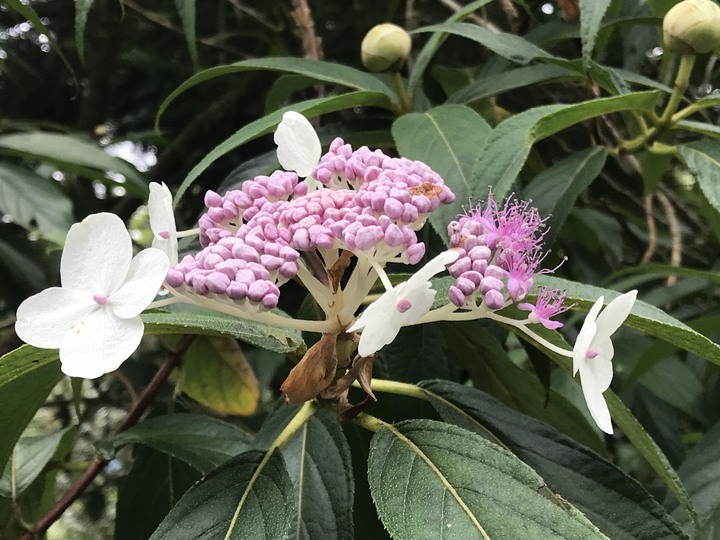 我聞過妳夏至的芬芳
