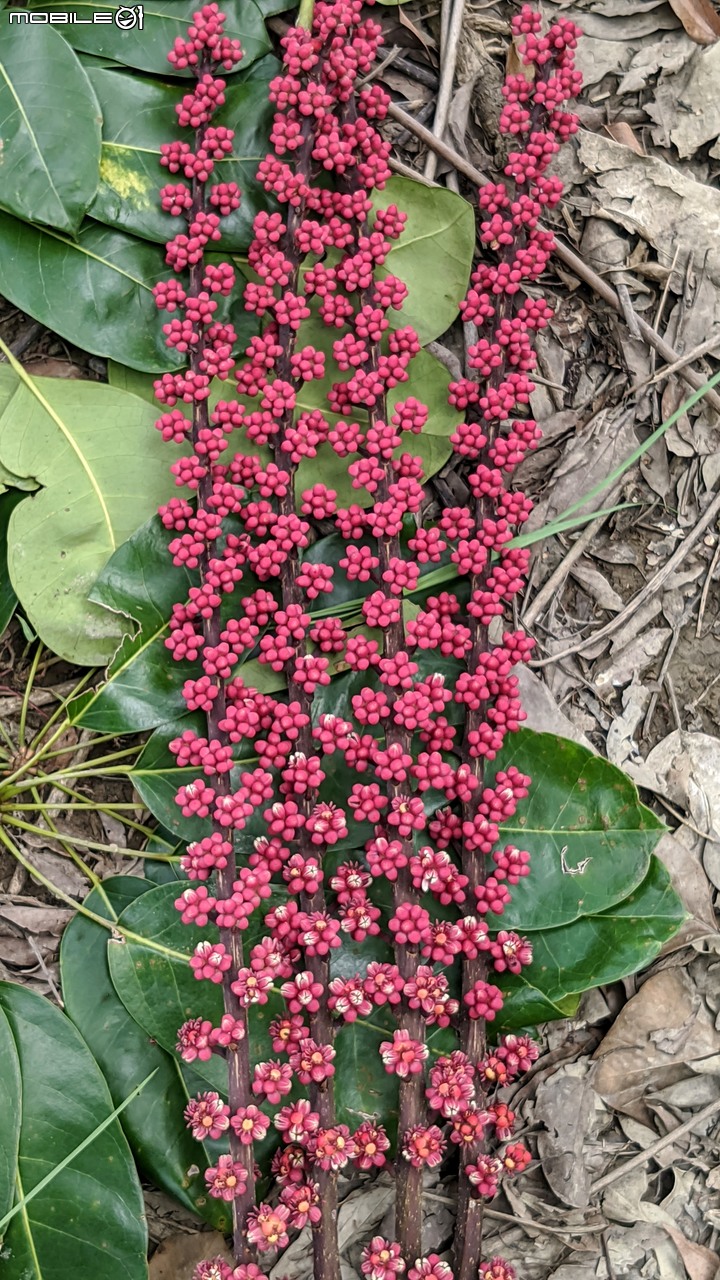 澳洲鴨腳木 台南市白河區市道172 07/10