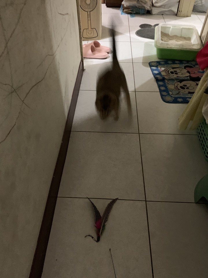 無敵貓爪或永恆貓抓皮