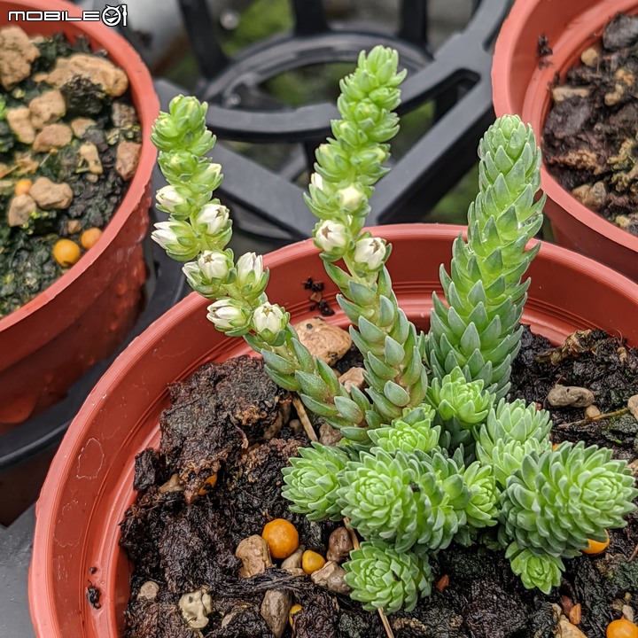 球薑 台南市山上區淨水池區 07/16