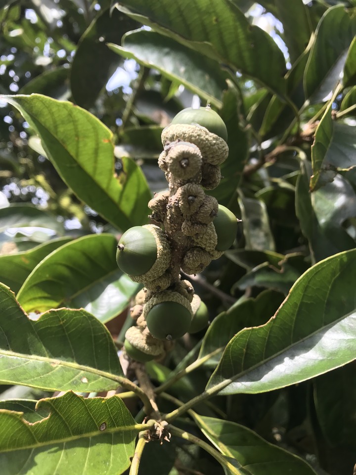 我聞過妳夏至的芬芳