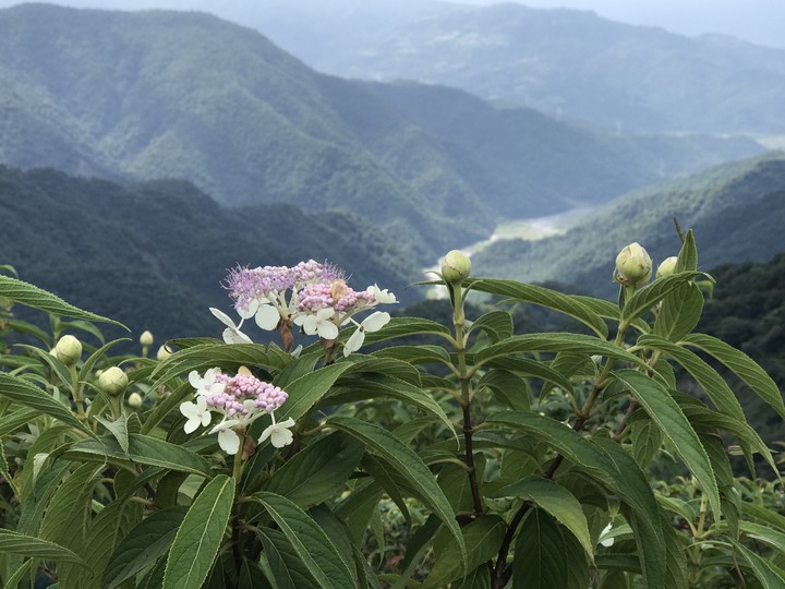 牛虻咬了我的屁股--山區摩旅
