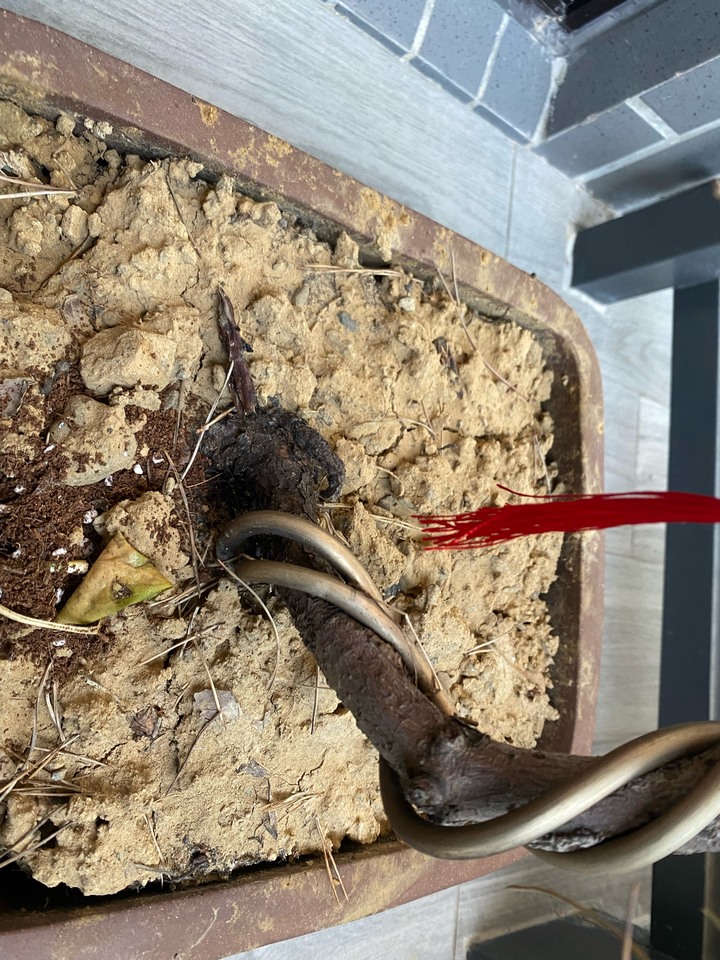 我的黑松怎麼了??有救嗎??