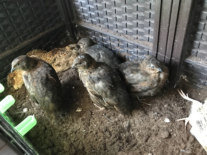 送養鵪鶉