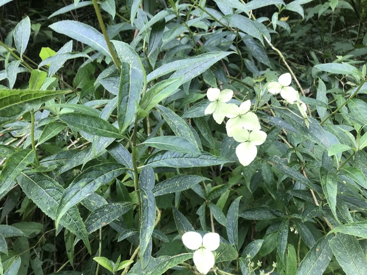 我聞過妳夏至的芬芳