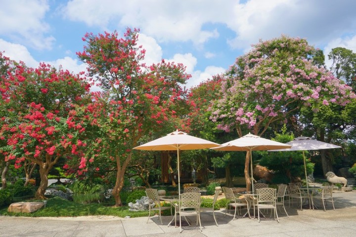 粉色紫薇花海綻放！欣賞日式庭院與精緻園藝交織的世外桃源
