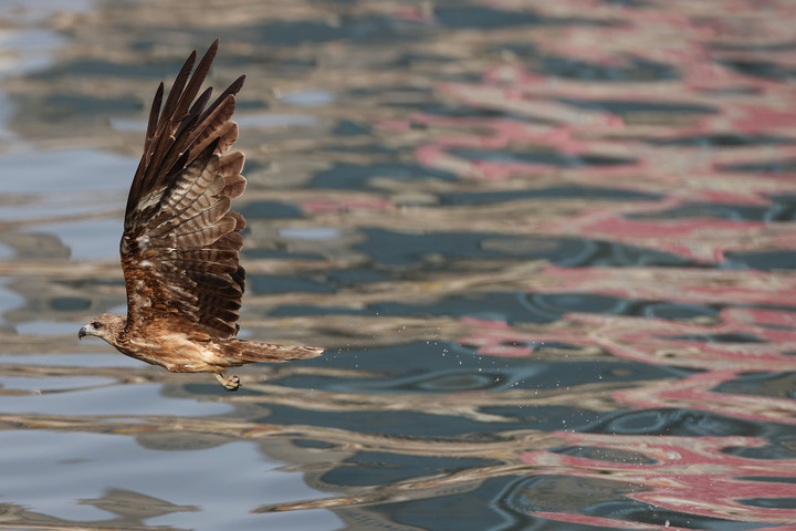CANON RF 600mm F4L IS 實拍