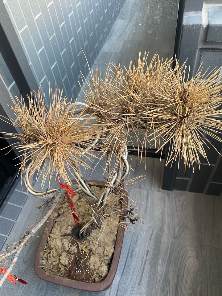 我的黑松怎麼了??有救嗎??