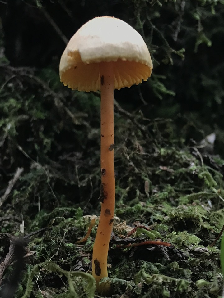 我能離你最近的距離－太平山避暑眺望南湖大山