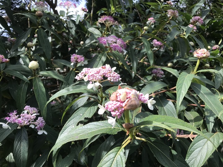 我聞過妳夏至的芬芳