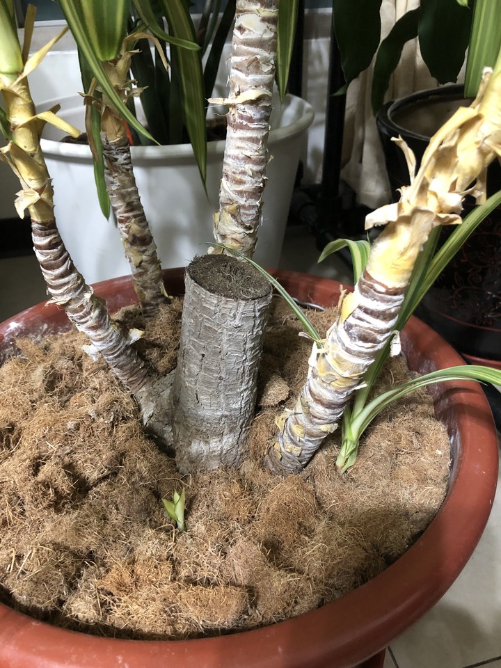 班葉尤佳新苗