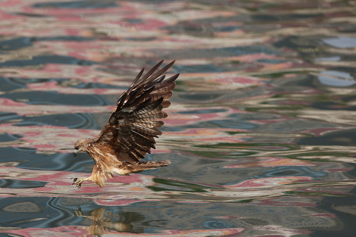 CANON RF 600mm F4L IS 實拍
