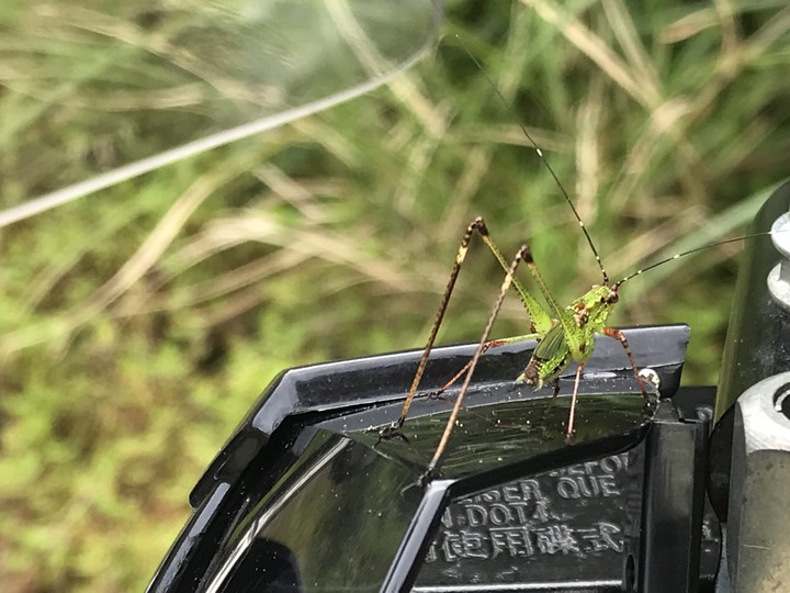 我聞過妳夏至的芬芳